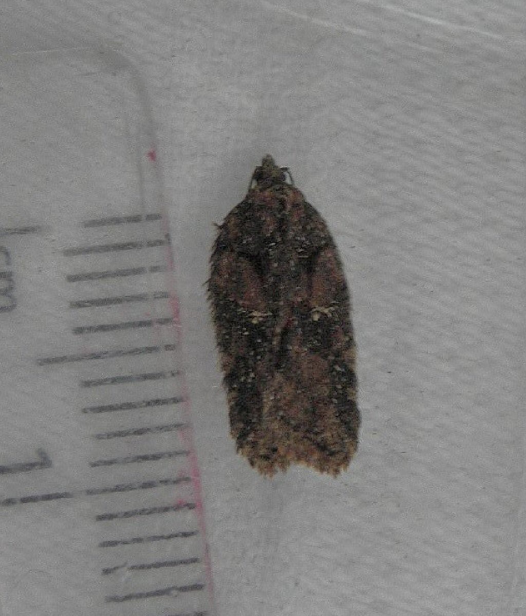 (Acleris abietana)