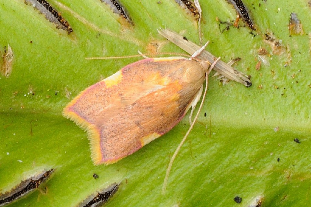 (Acleris holmiana)