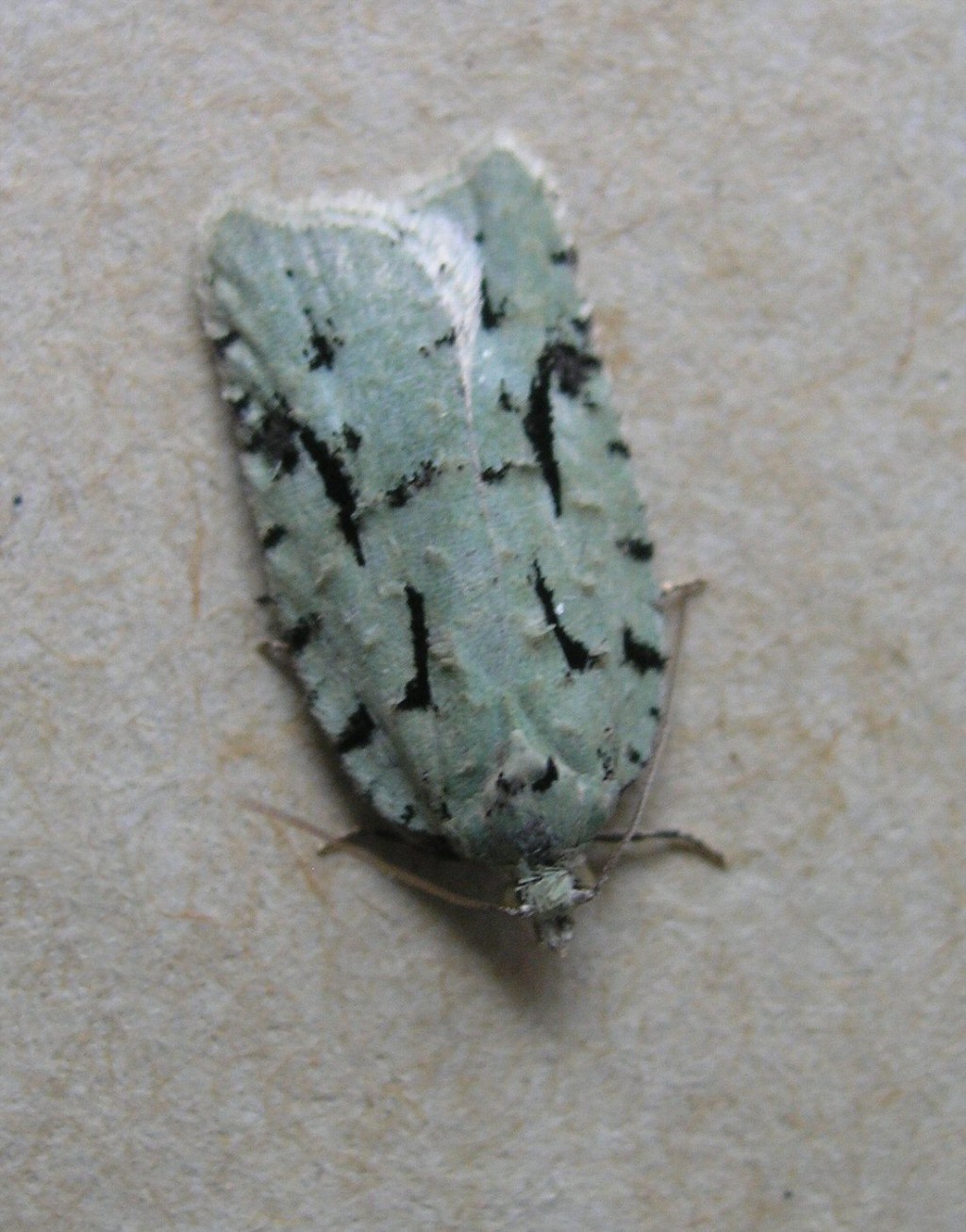 (Acleris literana)