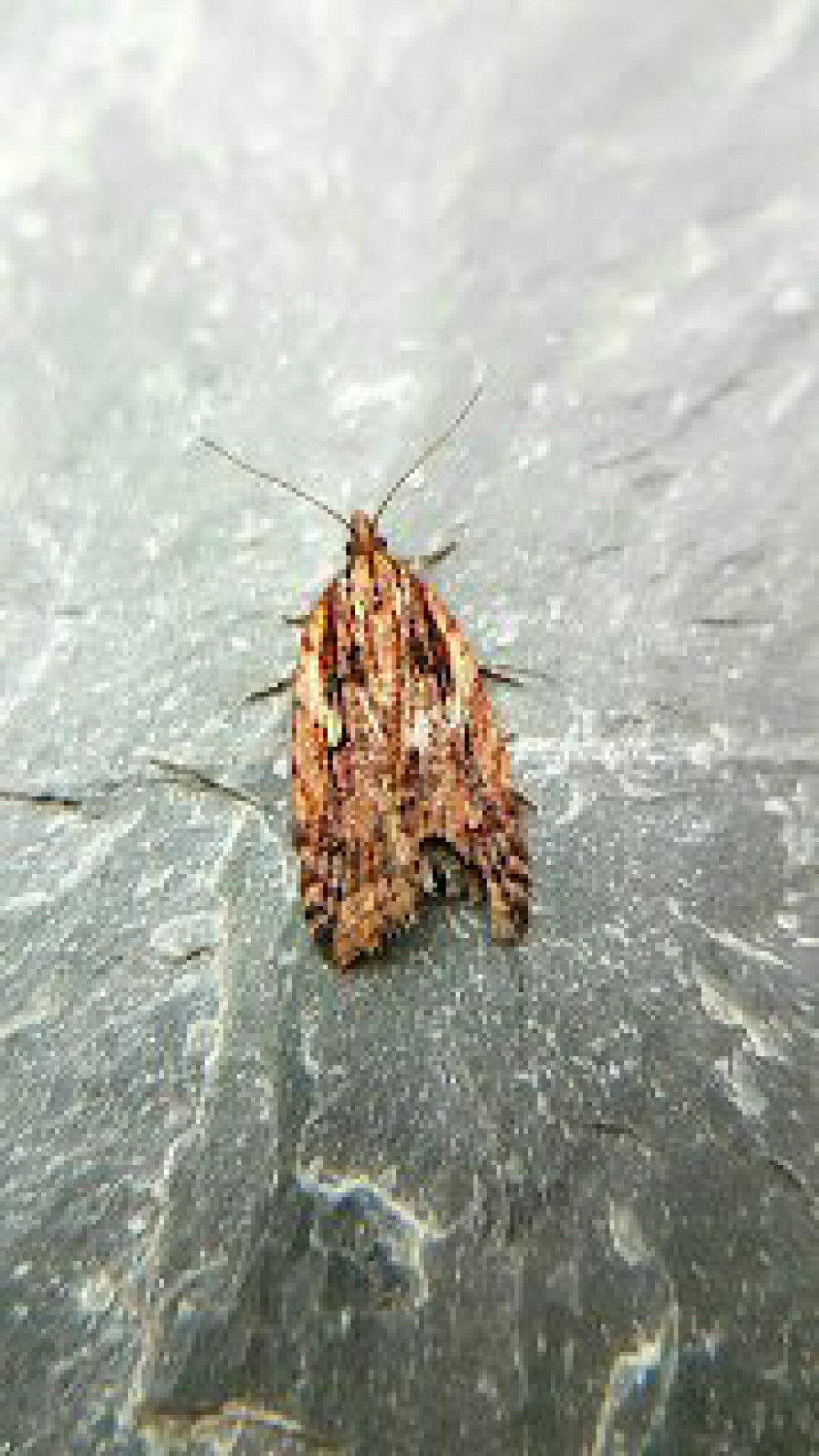(Acleris umbrana)