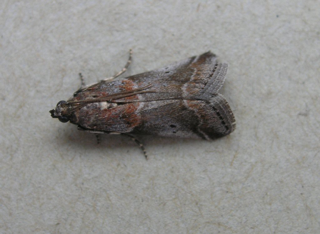 (Acrobasis advenella)