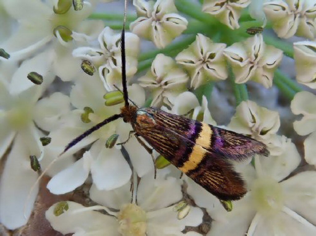 (Adela croesella)
