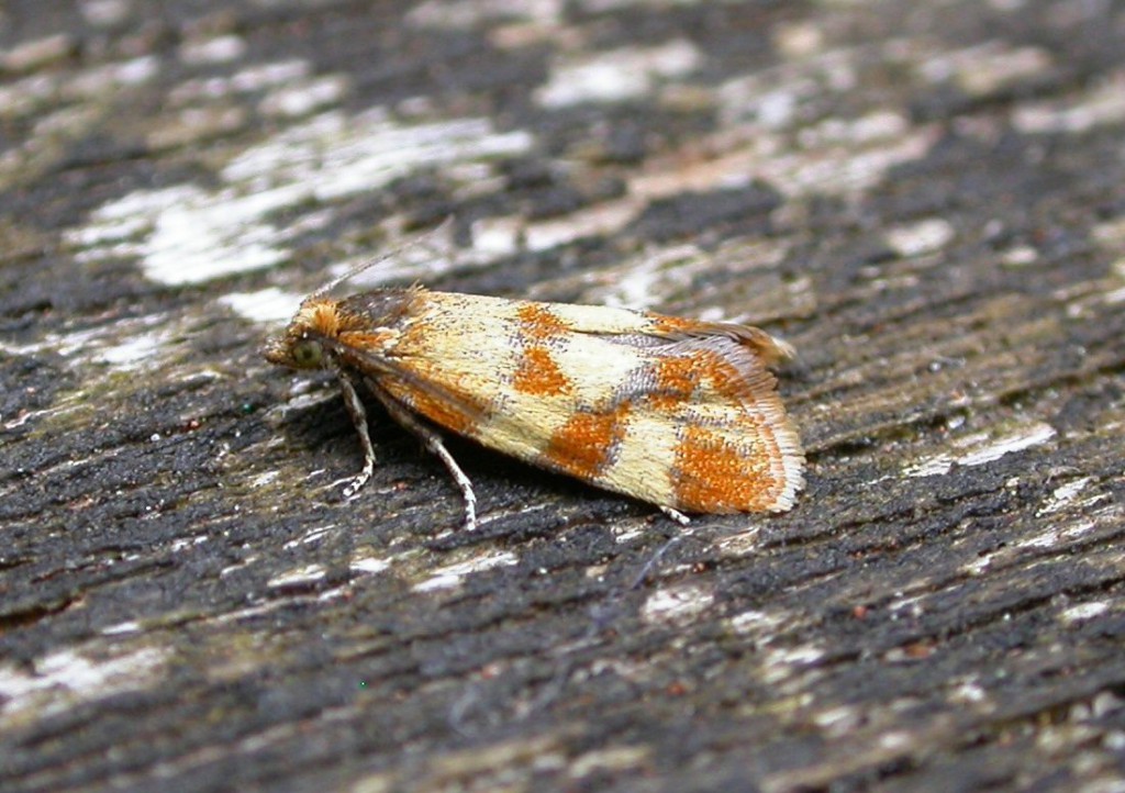 (Aethes tesserana)