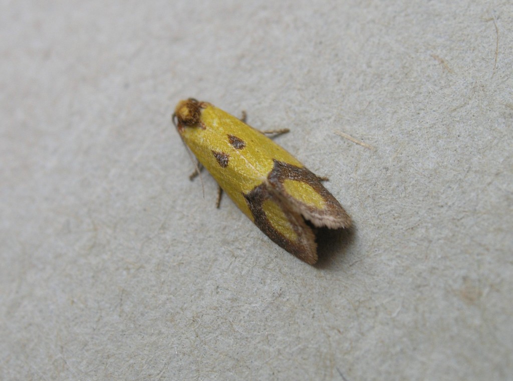 (Agapeta zoegana)