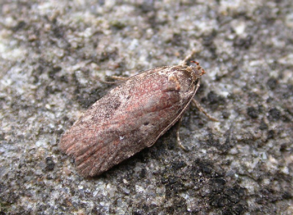 (Agonopterix purpurea)