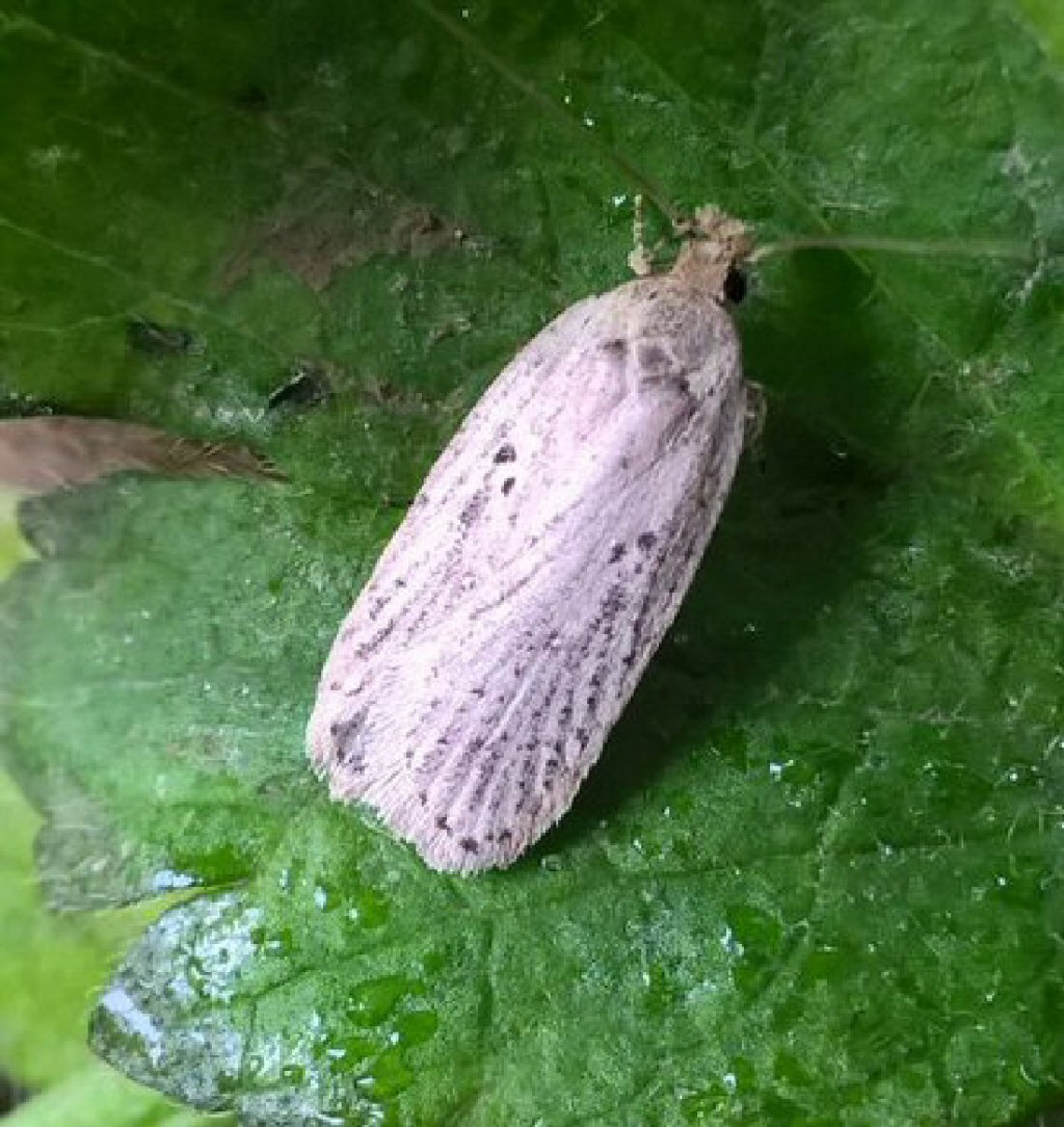(Agonopterix yeatiana)