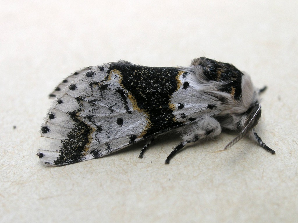 Alder Kitten (Furcula bicuspis)