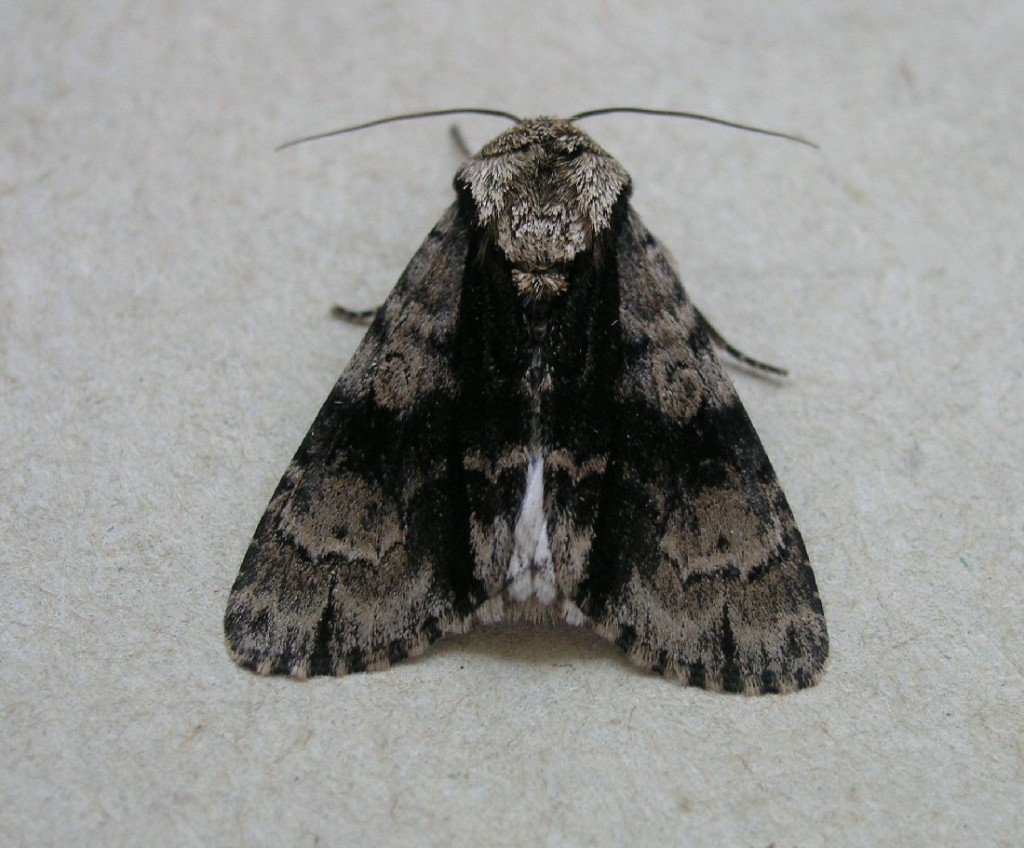 Alder Moth (Acronicta alni)