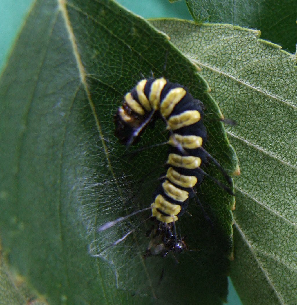 Alder Moth (Acronicta alni)