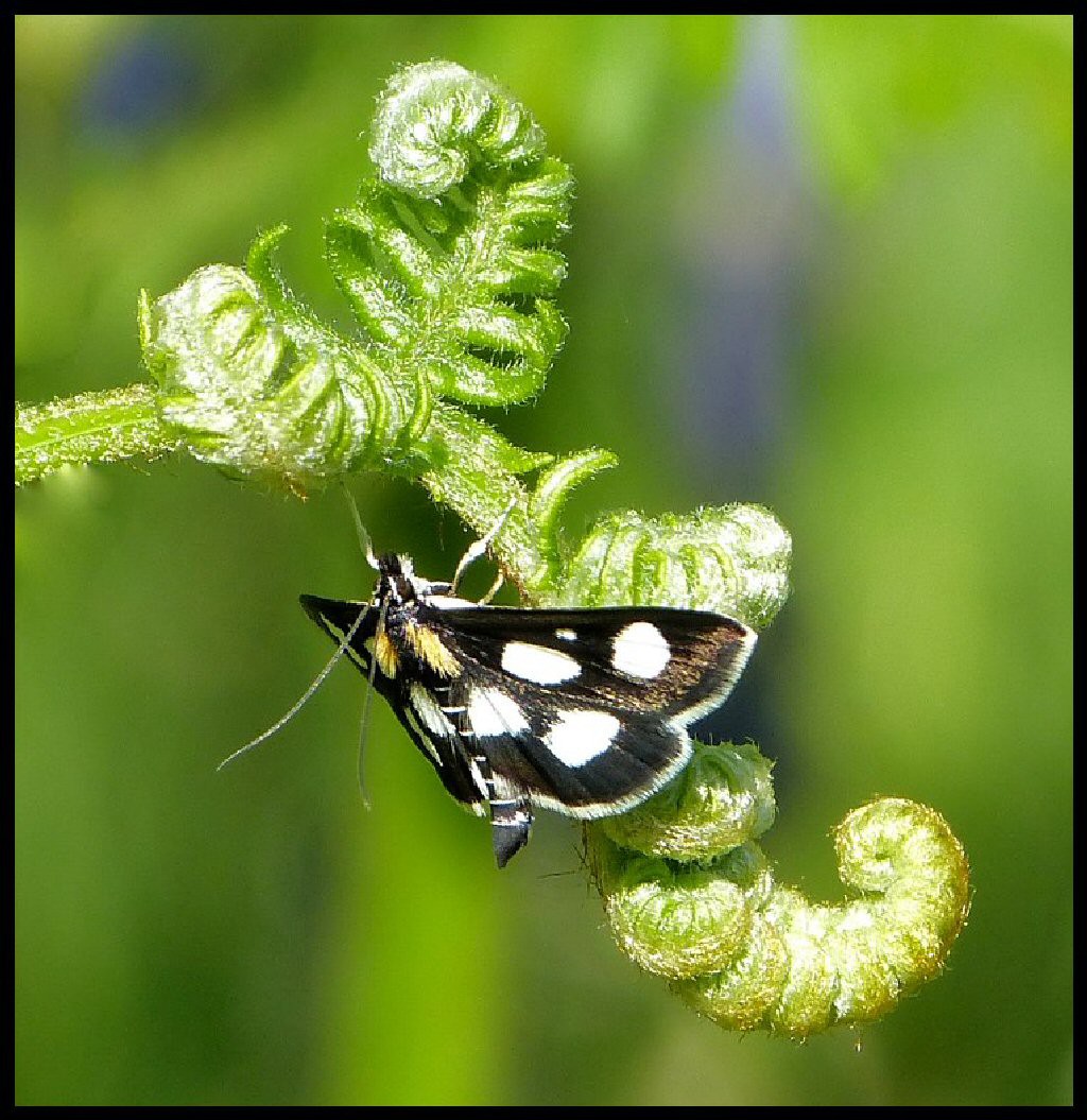 Anania funebris