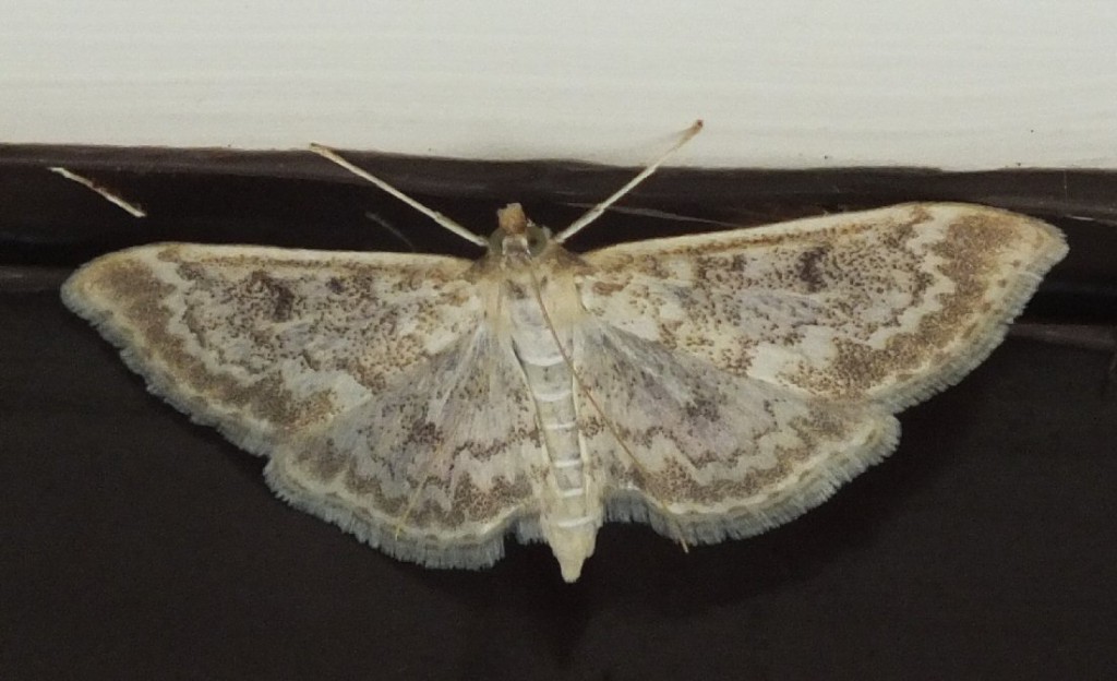 (Anania perlucidalis)