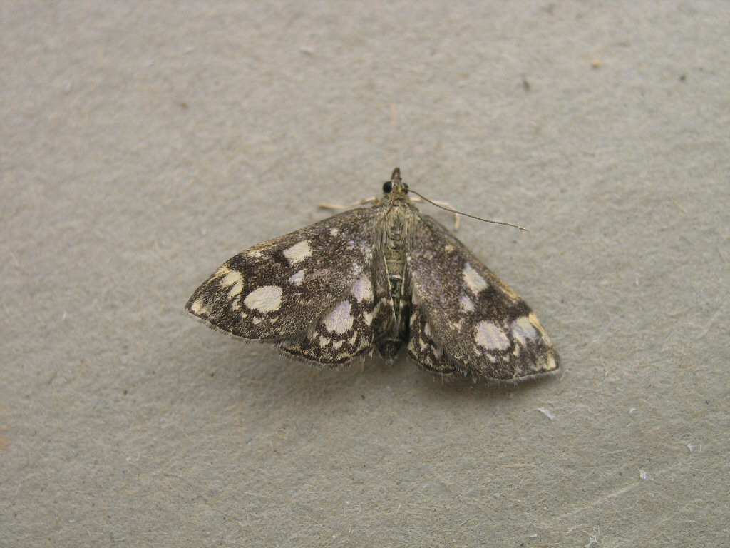 (Anania stachydalis)