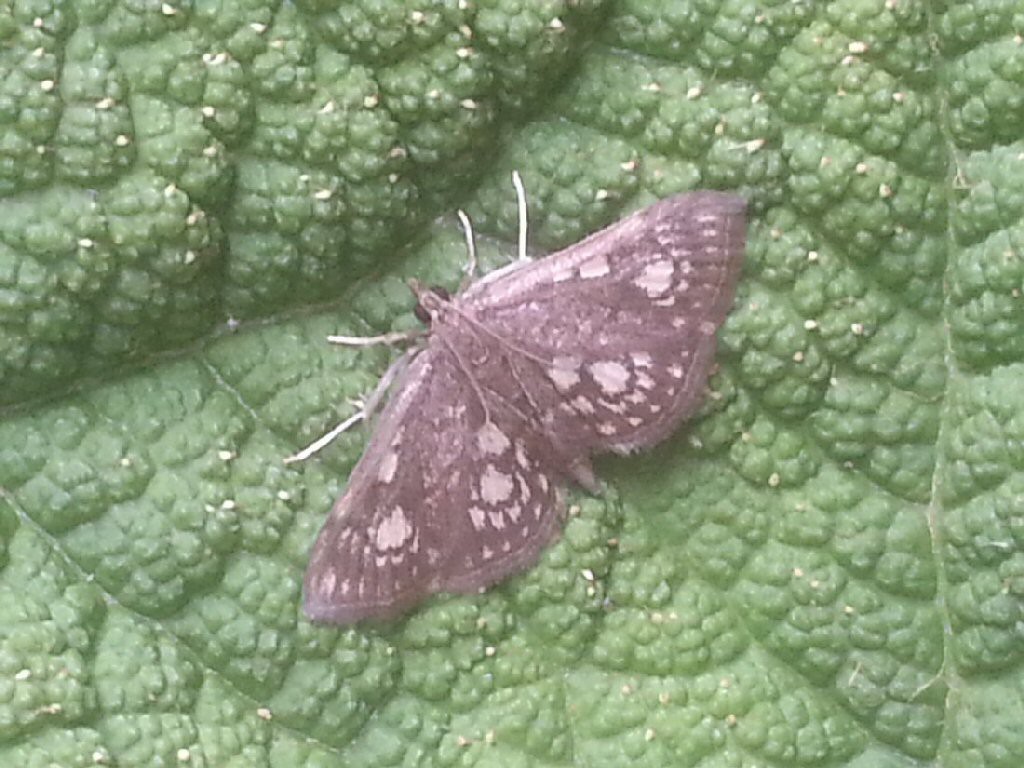 (Anania stachydalis)