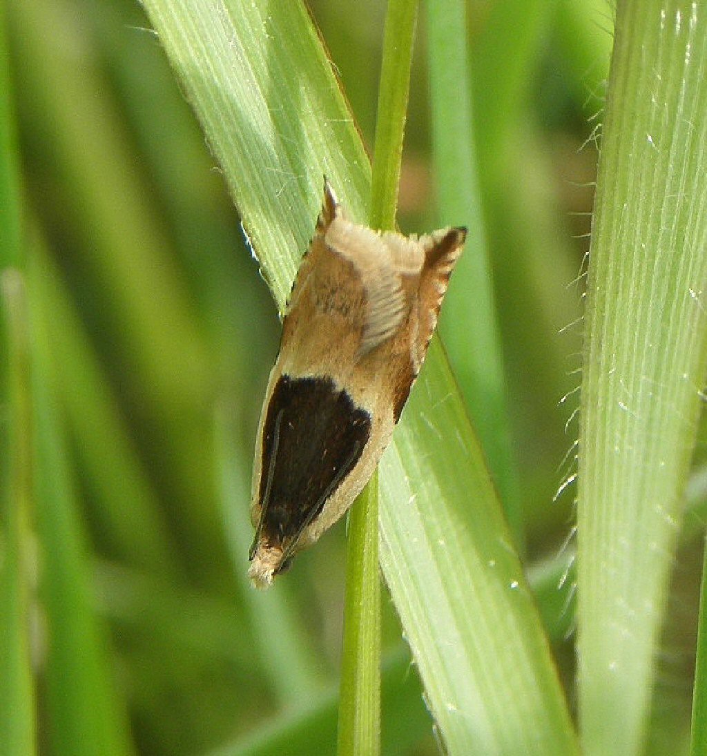 (Ancylis badiana)