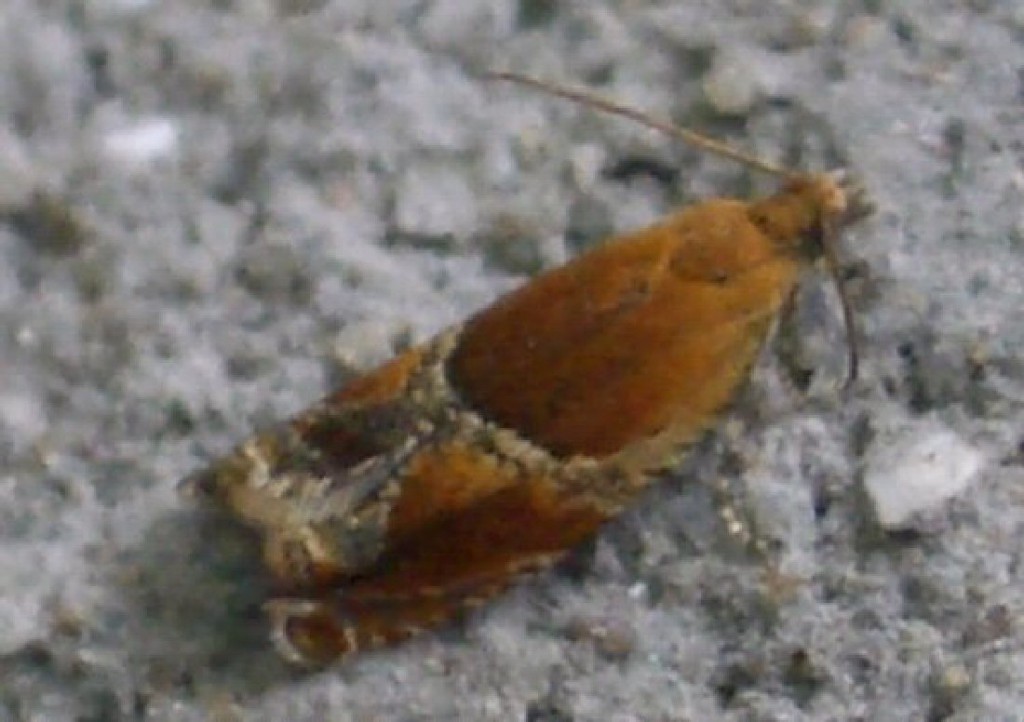 (Ancylis obtusana)