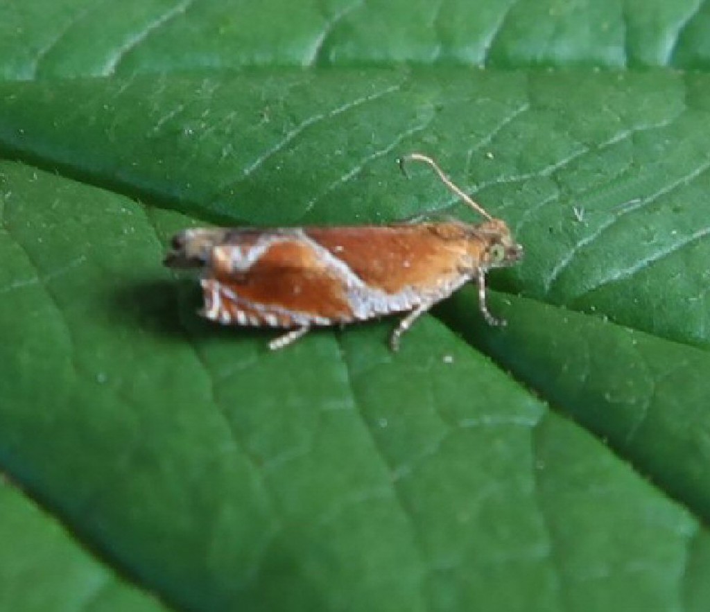 (Ancylis obtusana)
