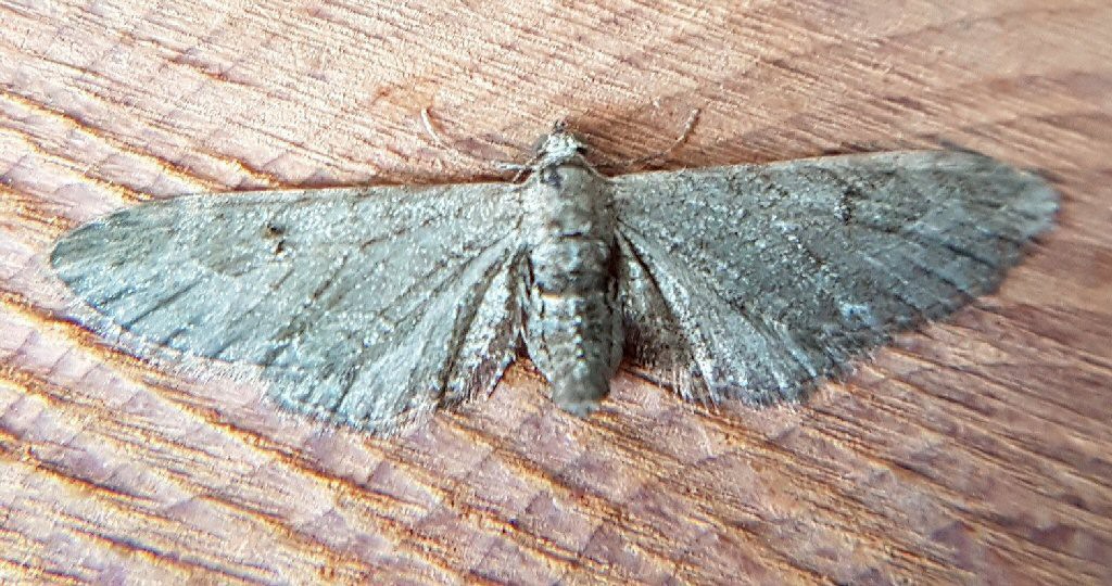 Angle-barred Pug (Eupithecia innotata)