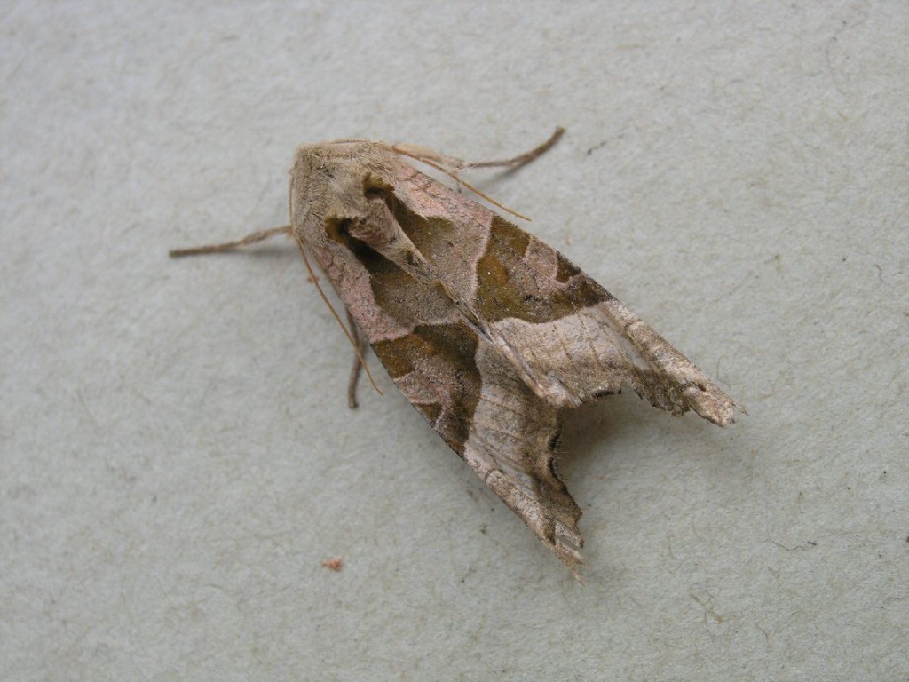 Angle Shades (Phlogophora meticulosa)