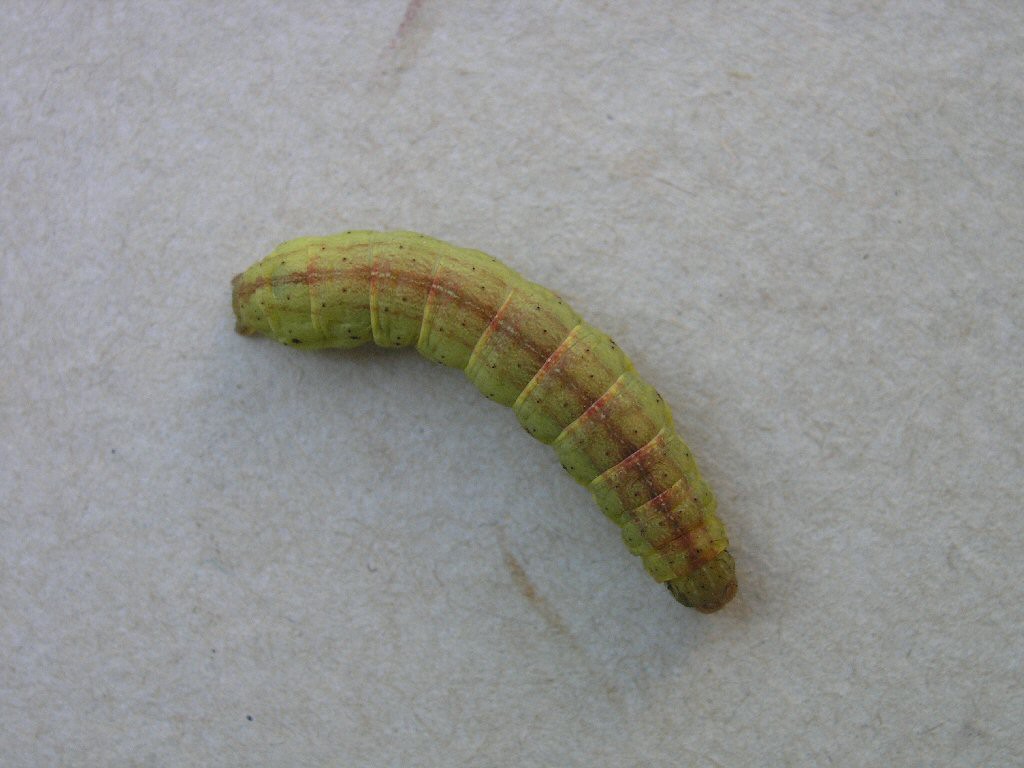 Angle Shades (Phlogophora meticulosa)