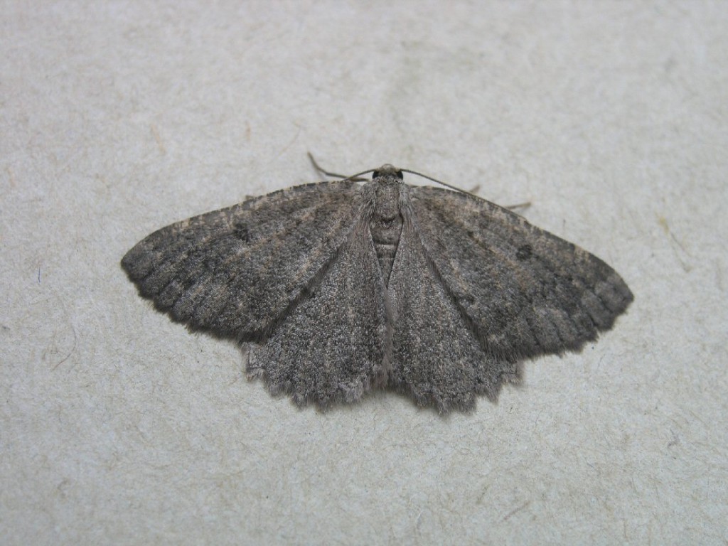 The Annulet (Charissa obscurata)