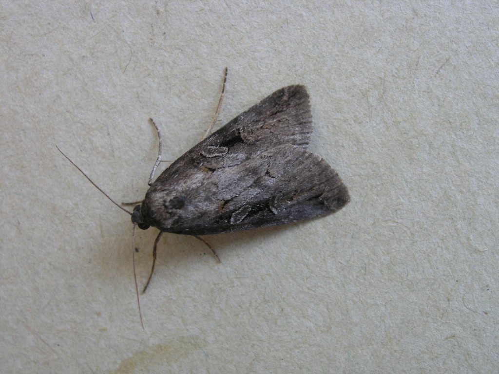 The Anomalous (Stilbia anomala)