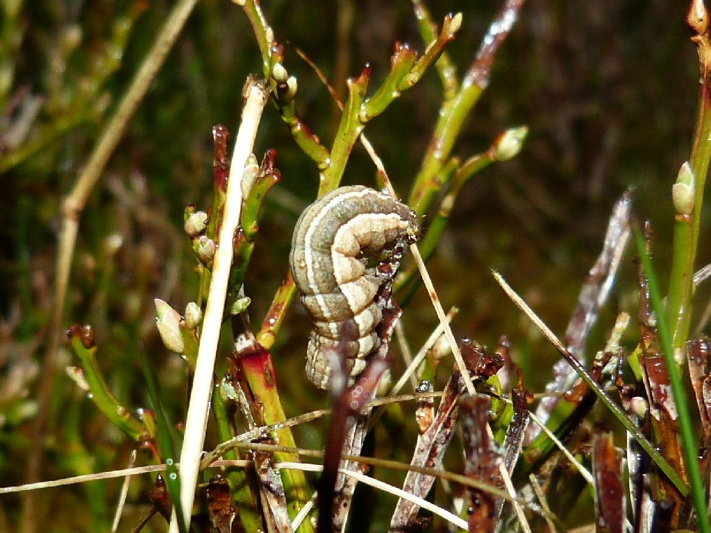 The Anomalous (Stilbia anomala)