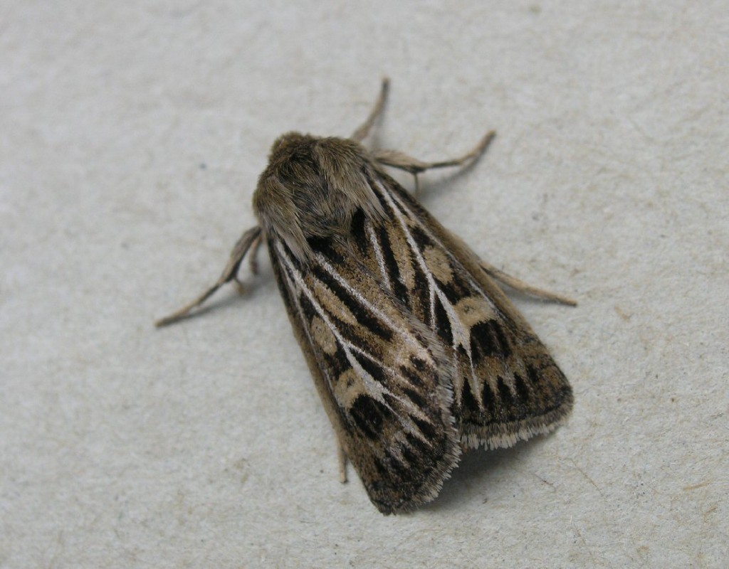 Antler Moth (Cerapteryx graminis)