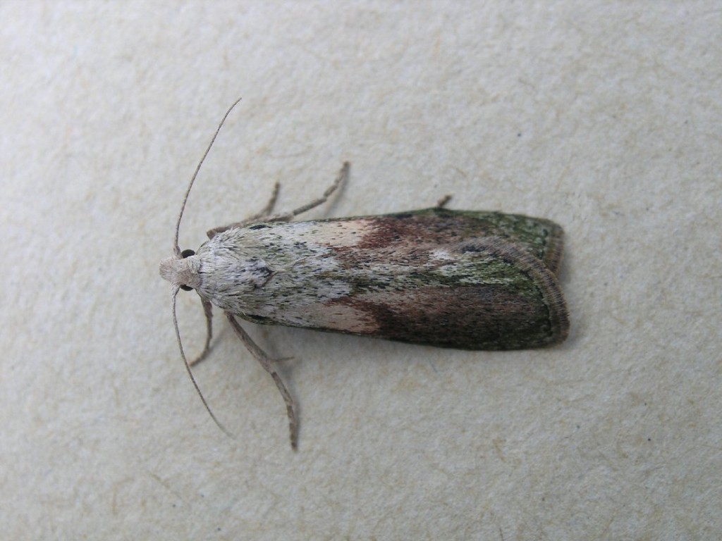 Bee Moth (Aphomia sociella)