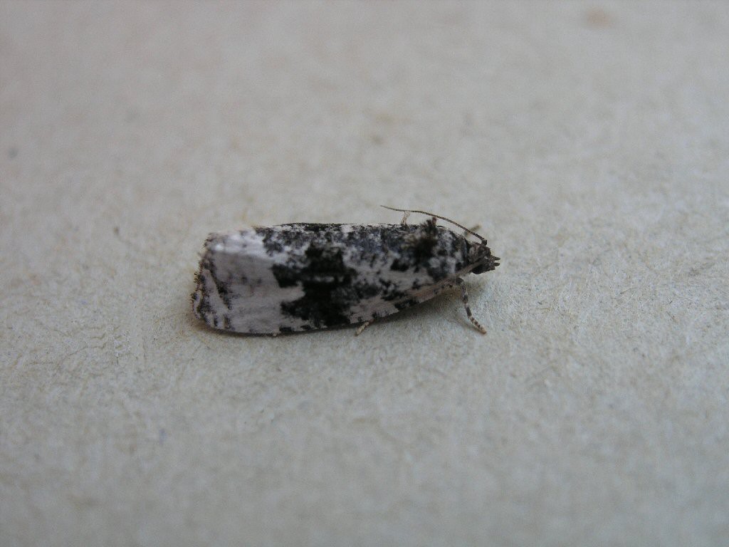 (Apotomis turbidana)