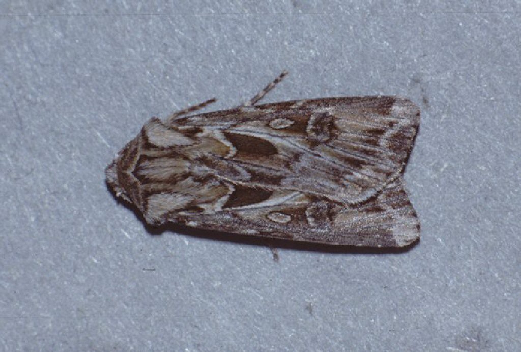 Archer's Dart (Agrotis vestigialis)