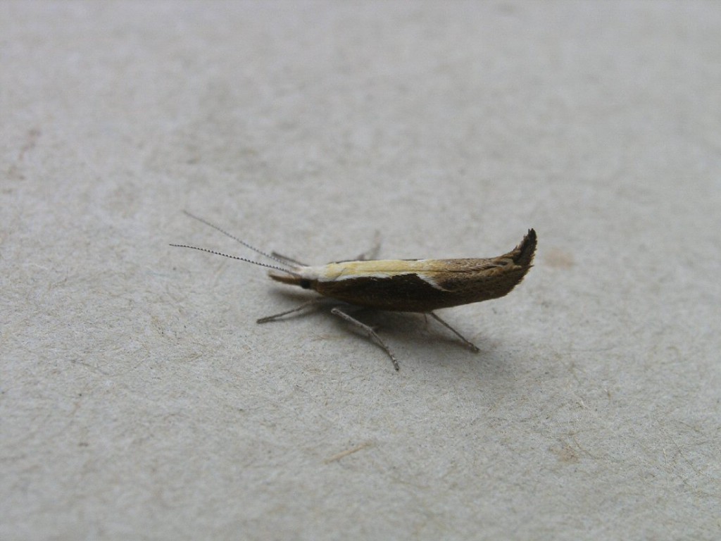 (Argyresthia albistria)