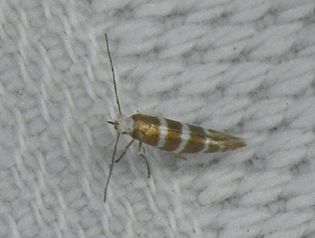 (Argyresthia trifasciata)