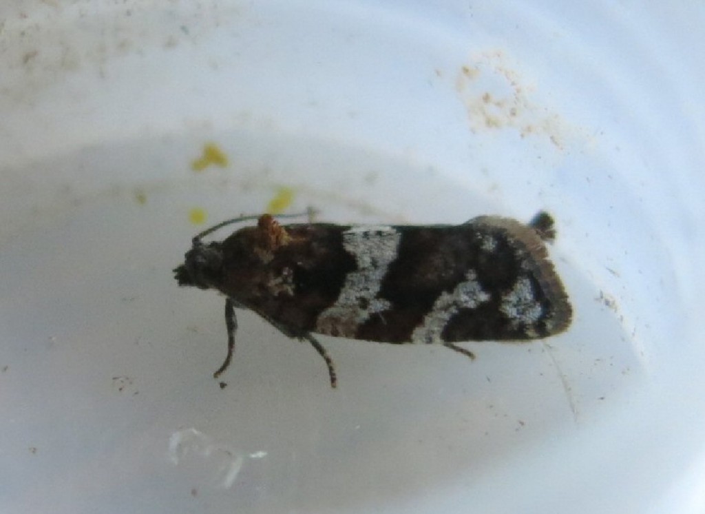 (Argyrotaenia ljungiana)