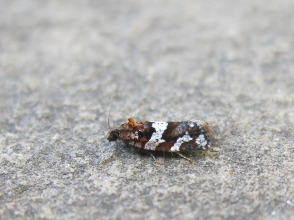 (Argyrotaenia ljungiana)