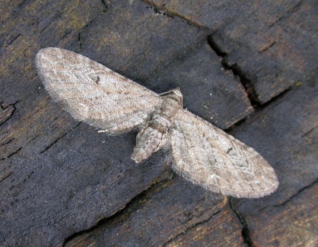 Ash Pug (Eupithecia innotata fraxinata)