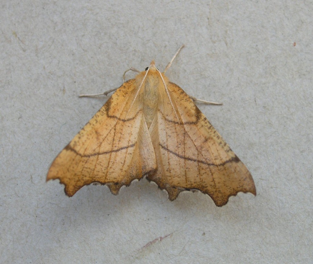 August Thorn (Ennomos quercinaria)