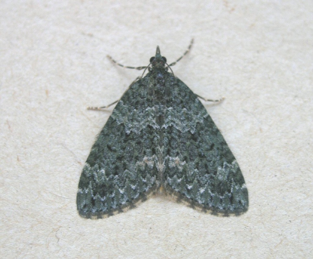 Autumn Green Carpet (Chloroclysta miata)