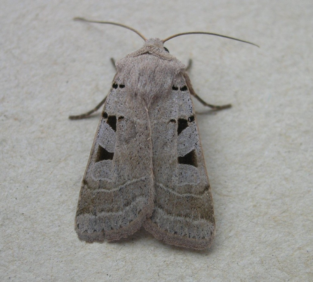 Autumnal Rustic (Eugnorisma glareosa)
