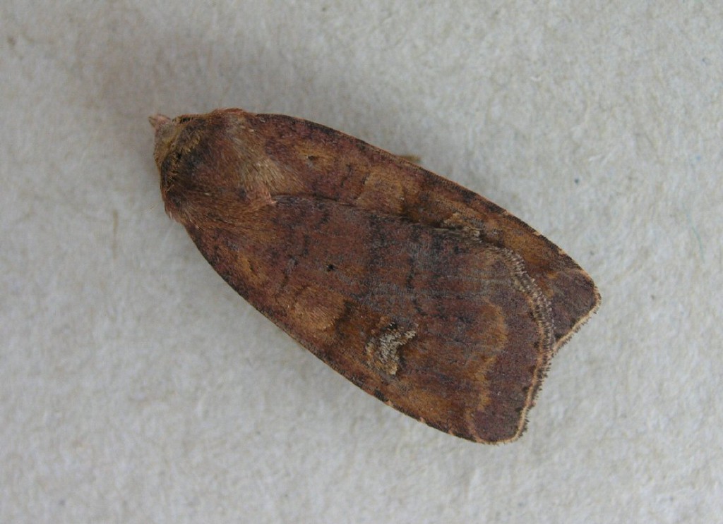Barred Chestnut (Diarsia dahlii)
