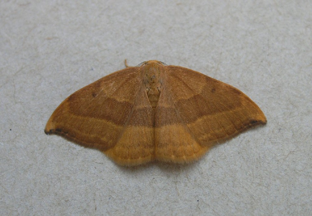 Barred Hook-tip (Watsonalla cultraria)