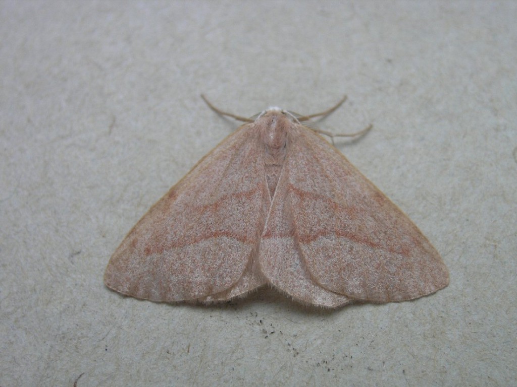 Barred Red (Hylaea fasciaria)