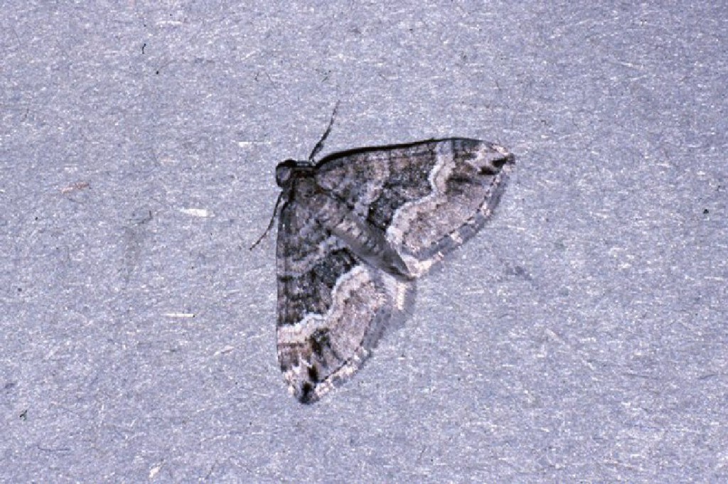 Barred Rivulet (Perizoma bifaciata)