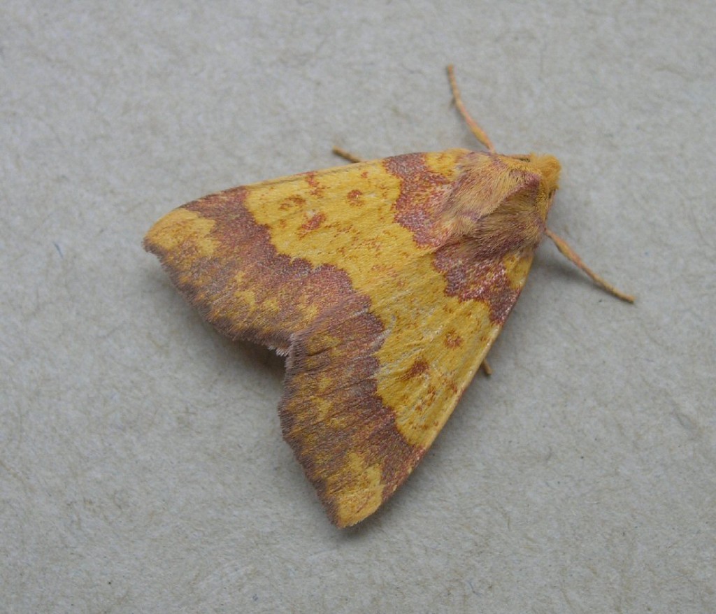 Barred Sallow (Tiliacea aurago)