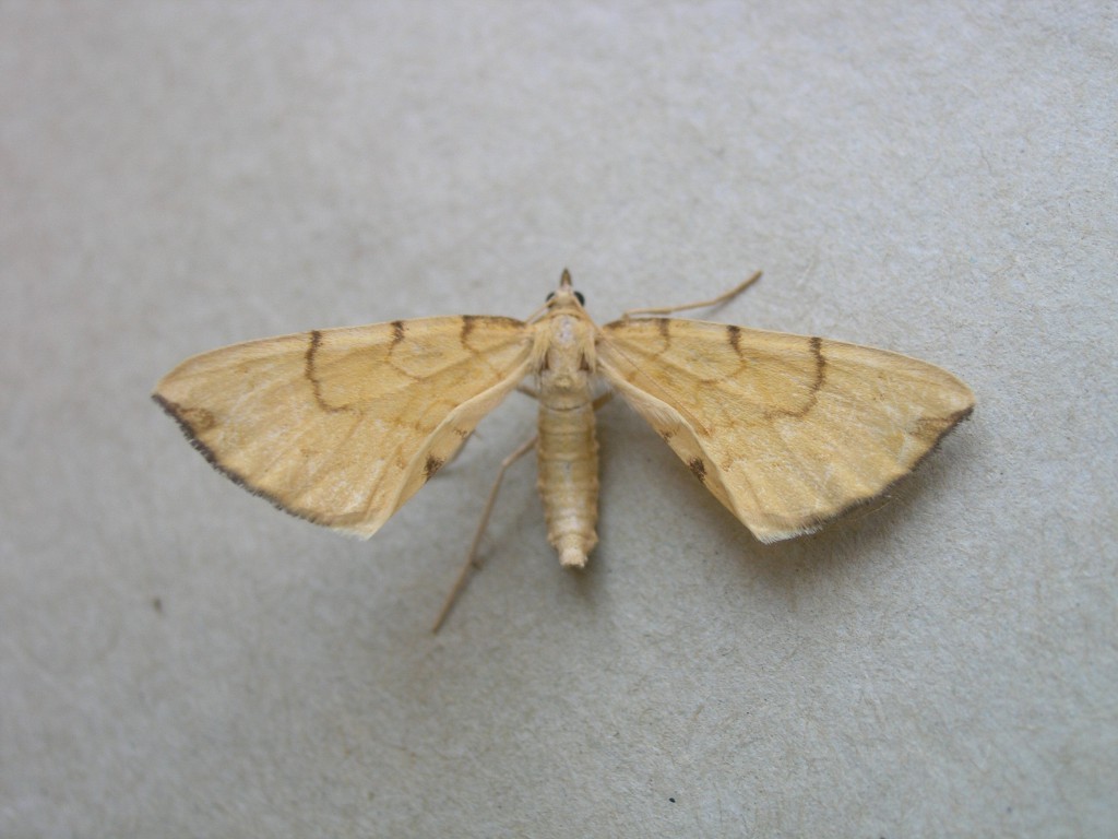 Barred Straw (Gandaritis pyraliata)