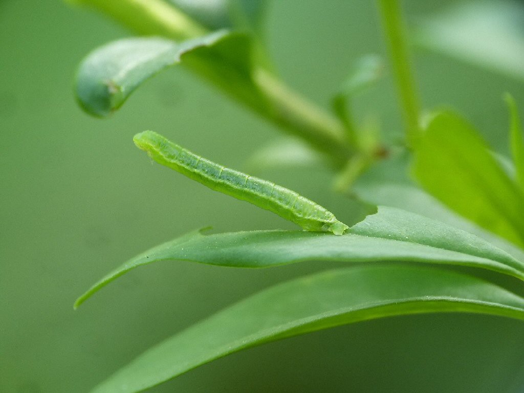 Barred Tooth-striped (Trichopteryx polycommata) larva