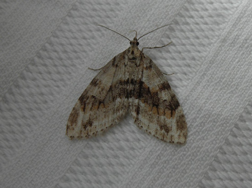 Barred Tooth-striped (Trichopteryx polycommata)