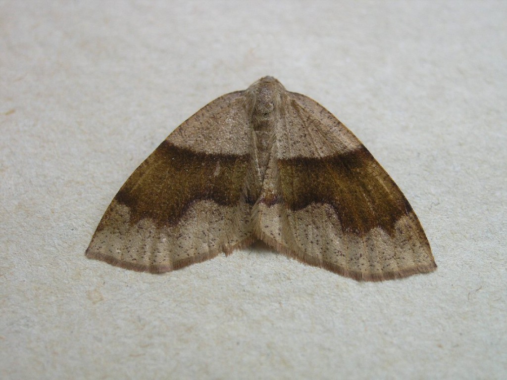 Barred Umber (Plagodis pulveraria)