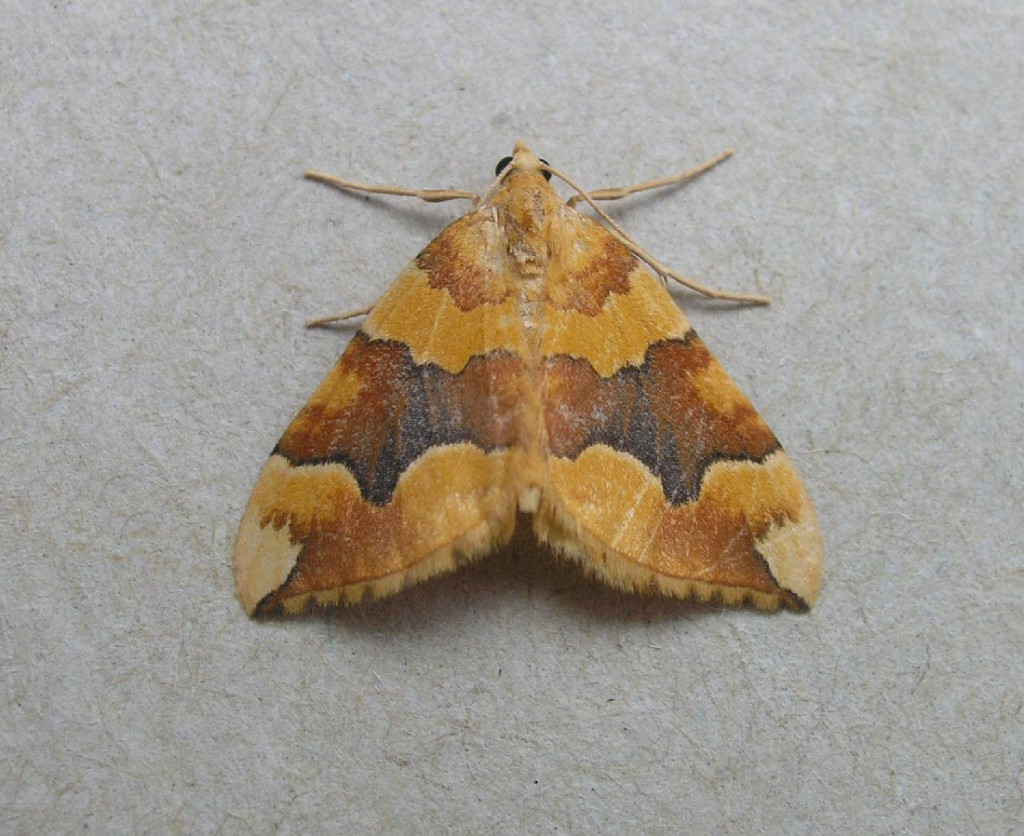 Barred Yellow (Cidaria fulvata)