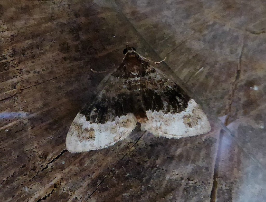 Barred Carpet (Martania taeniata)