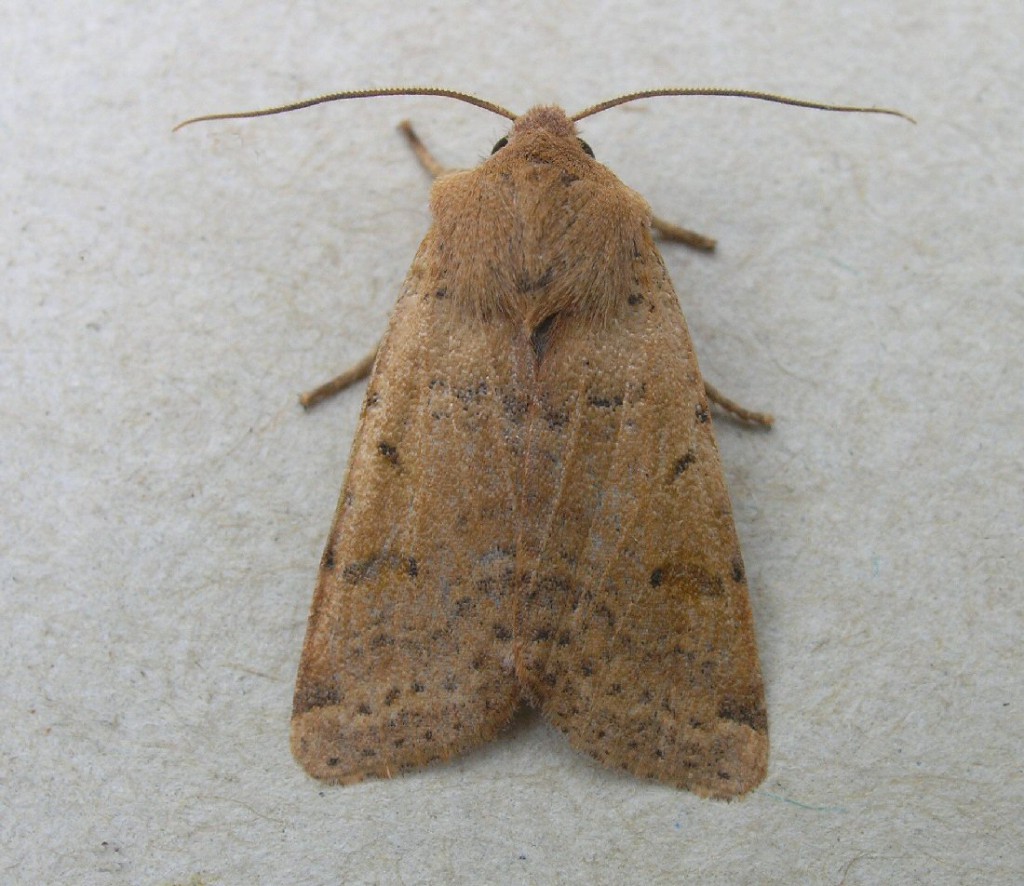 Beaded Chestnut (Agrochola lychnidis)
